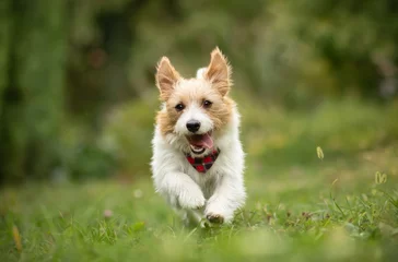 Playful happy active terrier dog running in the grass. Puppy hyperactivity. Dogs or pets concept. © Reddogs