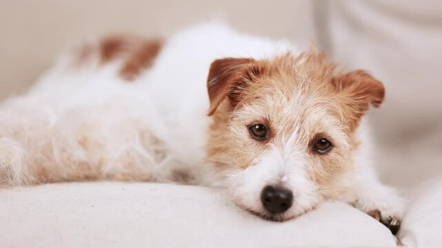 Face of a cute quiet fluffy dog as rests with her hair after trimming. Pet care and groom.