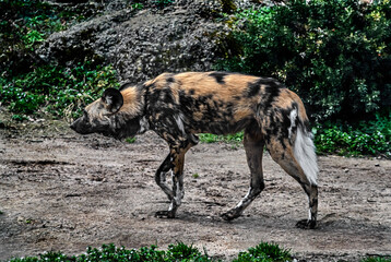 African hunting dog runnung in its enclosure. Latin name - Lycaon pictus