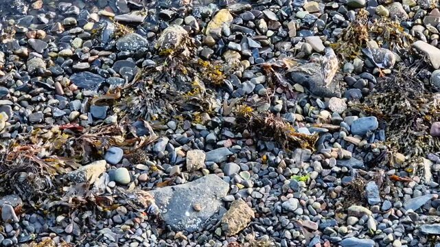 three birds  Rudi Turnstone Arenaria interpress on seashore near Oban, Scotland

