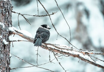 Canada Jay (Perisoreus canadensis) perched on a branch in winter