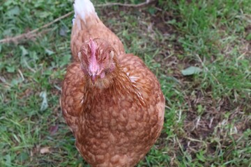 POULE MARRON EN PLAN RAPPROCHE