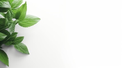 Refreshing mint and toothbrush concept for oral hygiene and dental care background design