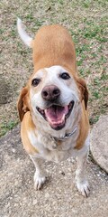 Smiling, happy dog portrait
