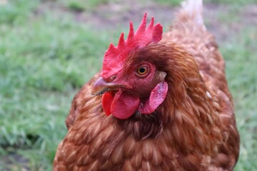 POULE MARRON EN PLAN RAPPROCHE