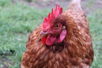 POULE MARRON EN PLAN RAPPROCHE