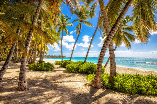 Blick auf den sonnenbeschienen Strand der Insel Saona in der Dominikanischen Republik. Palmen,feiner Sand , t&uuml;rkis blaues Meer

