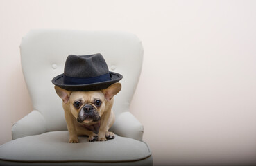 A bulldog dog sits in a large gray chair with his head stretched out toward the camera wearing a black fancy hat.