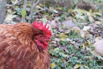 POULE MARRON EN PLAN RAPPROCHE