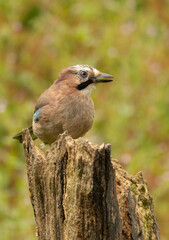 Eurasian Jay Garrulus glandarius on a wooden perch