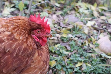 POULE MARRON EN PLAN RAPPROCHE