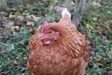 POULE MARRON EN PLAN RAPPROCHE