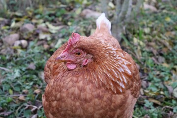 POULE MARRON EN PLAN RAPPROCHE