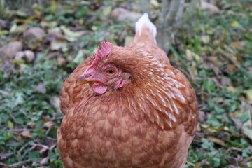 POULE MARRON EN PLAN RAPPROCHE