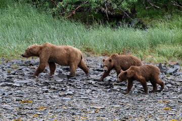 Küstenwanderung - Grizzlymutter mit zwei Jungen