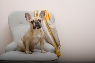 A charming bulldog dog sits in a large gray chair calmly looking toward the camera.