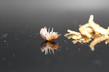 isopods woodlouse pill bugs cubaris R13 ugly ducky
