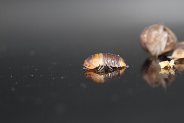 isopods woodlouse pill bugs cubaris R13 ugly ducky
