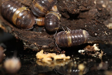 isopods woodlouse pill bugs cubaris R13 ugly ducky
