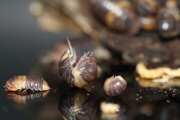 isopods woodlouse pill bugs cubaris R13 ugly ducky
