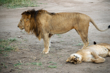 Naklejka premium Simiyu is an administrative region of Tanzania. It was created in March 2012, being until then part of the Shinyanga Region. Its capital is the city of Bariadi.