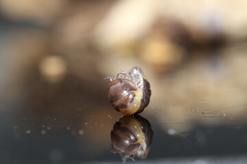 isopods woodlouse pill bugs cubaris R13 ugly ducky
