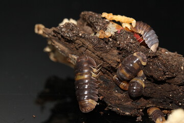 isopods woodlouse pill bugs cubaris R13 ugly ducky
