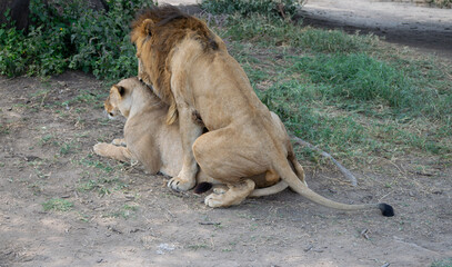 Obraz premium Simiyu is an administrative region of Tanzania. It was created in March 2012, being until then part of the Shinyanga Region. Its capital is the city of Bariadi.