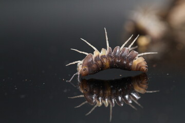 isopods woodlouse pill bugs cubaris R13 ugly ducky
