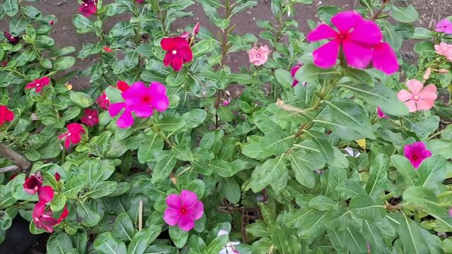 The pink petaled flowers bloom beautifully and beautifully, surrounded by green leaves. Cayenne Jasmine ,Periwinkle, Catharanthus rosea, Madagascar Periwinkle, Vinca (catharanthus) cora, Apocynaceae