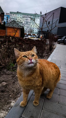 A red cat stands and looks away