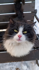 A winter cat is looking at the camera