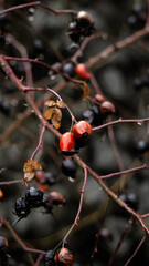 Rosehip berries after a spring rain
