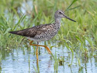 Close up of an adult Greater Yellowlegs in alternate, summer plumage feeding in grassy wetland.