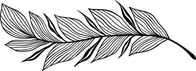 Fototapeta premium Black and White Feather Vector Single Element in Line Art Decorative Style for Wall Decal or Prints