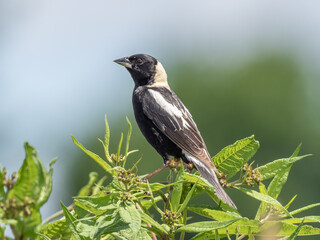 Adult male bobolink in alternate summer plumage perched up on a bush.