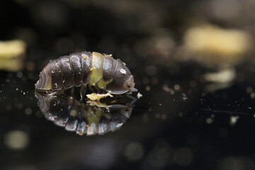 isopods woodlouse pill bugs cubaris R13 ugly ducky
