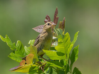 Close up of a female Bobolink perched of the top of a plant stalk and with a caterpillar in its beak.