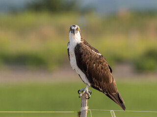 Osprey perched on a narrow post.