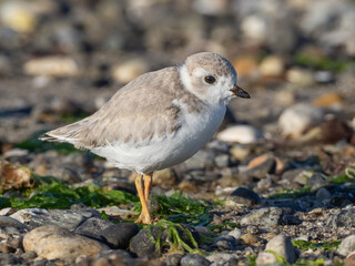 Close up of a young Piping Plover in juvenile plumage on a pebbly beach.