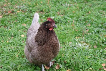 POULE GRISE