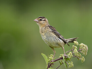 Close up of a female Bobolink perched of the top of a plant stalk