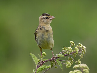 Close up of a female Bobolink perched of the top of a plant stalk