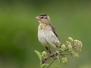 Close up of a female Bobolink perched of the top of a plant stalk