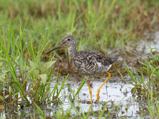Close up of an adult Greater Yellowlegs in alternate, summer plumage feeding in grassy wetland.