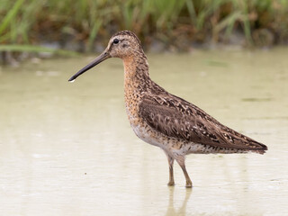 Close up, side on profile picture of an adult Short-billed Dowitcher in worn alternate, summer plumage,