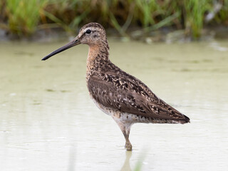 Close up, side on profile picture of an adult Short-billed Dowitcher in worn alternate, summer plumage,