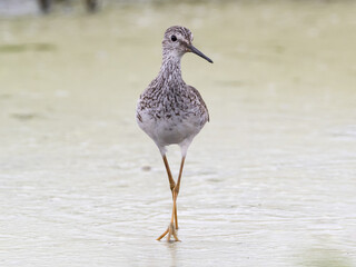 Summer alternate plumage Lesser Yellowlegs in head on profile