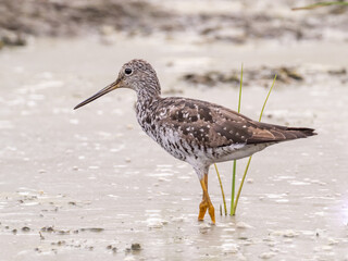 Adult Greater Yellowlegs in alternate summer plumage