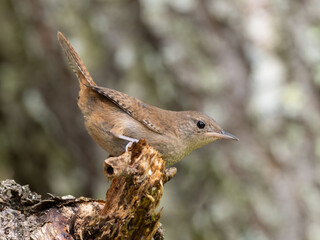 Close up of a House Wren perched on the tip of a branch
